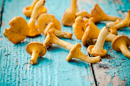 Preview: fresh chanterelle mushrooms on a wooden background