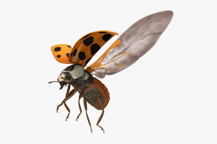 Preview: Asian Ladybug: Harmonia Axyridis Succinea