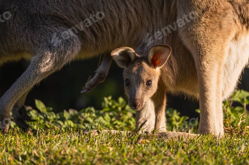 Preview: Close-up shot of a baby kangaroo poking its head out of its mother's pouch