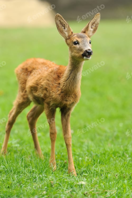 Preview: Baby deer