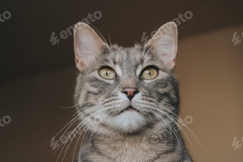 Gray Tabby Cat Portrait with Yellow Eyes