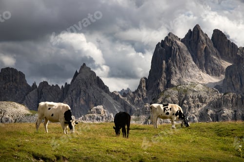 Preview: Cos in the Dolomites, grazing on beautiful green meadow. Scenery from Tre Cime.