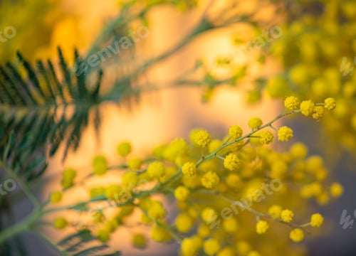 Preview: Spring flowers. Mimosa in the sun background, concept of 8 March, happy women's day