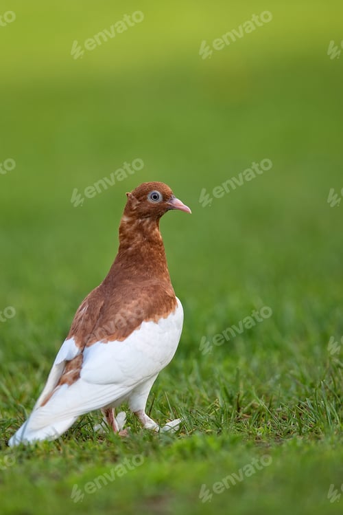 Preview: Pigeon in the wild
