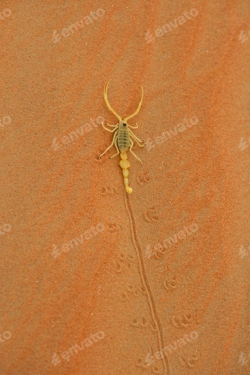 Preview: Arabian Scorpion