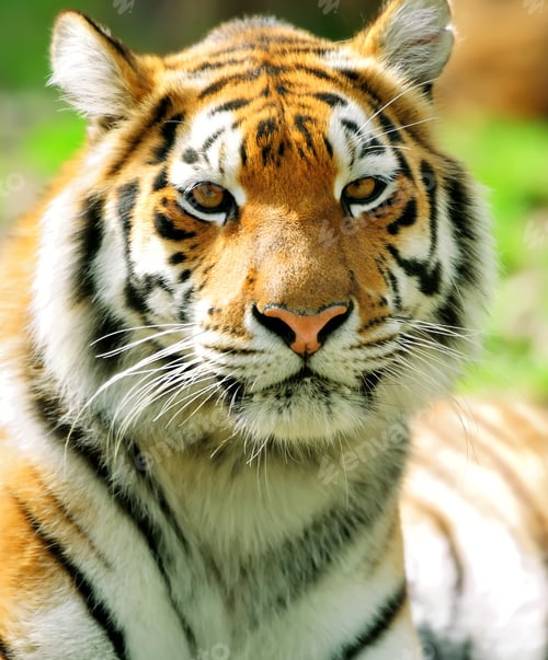 Preview: Tiger