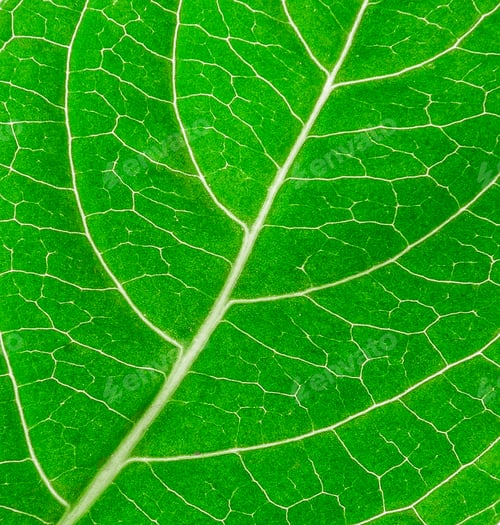 Preview: leaf texture