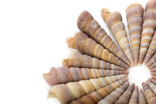 Preview: Seashell isolated on white background