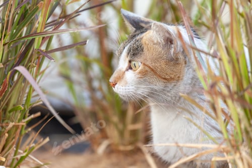 Preview: Curious stray cat in the park in summer hiding between the green grass in Abu Dhabi