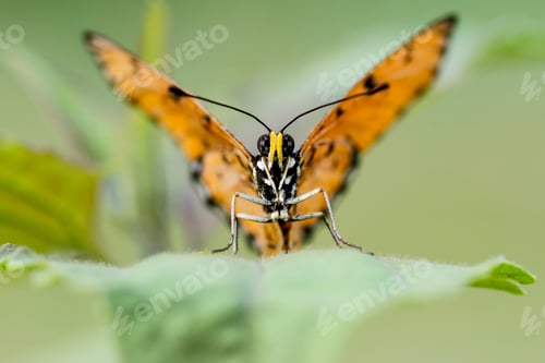 Preview: butterfly