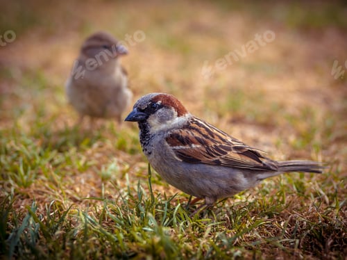 Preview: Couple of house sparrow