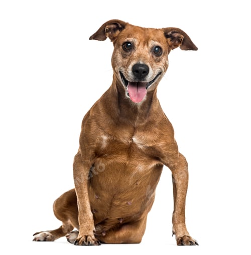 Preview: Old crossbreed dog panting, isolated on white