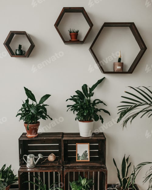Green Plants and Wooden Shelves Against White Wall