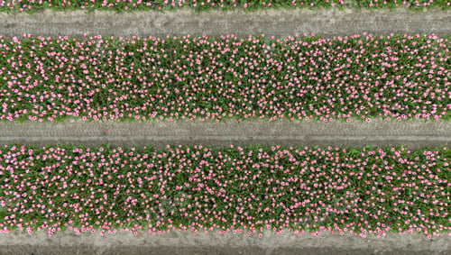 Preview: pinktulip fields in spring in the netherlands dronehoto top view