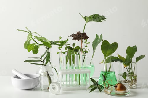 Preview: Ceramic mortar and laboratory glassware with plants on white background. Chemistry concept