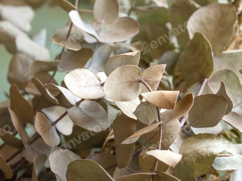 Preview: Bunch of dried flowers and eucaliptus branches on green background