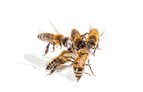 Preview: group of honey bees fighting, isolated on white