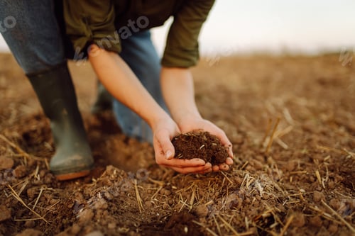 Preview: Close-up of a woman farmer's hands with black soil in an agricultural field. Ecology concept.