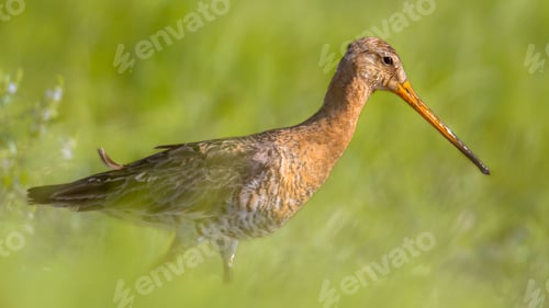 Preview: Black-tailed Godwit wader bird walking in grass