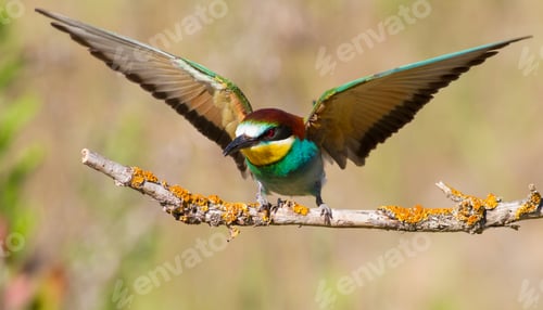 Preview: European bee-eater, Merops apiaster. The bird sits on a beautiful old branch.Bird spread its wings
