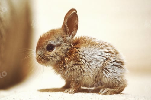 Preview: little ginger rabbit