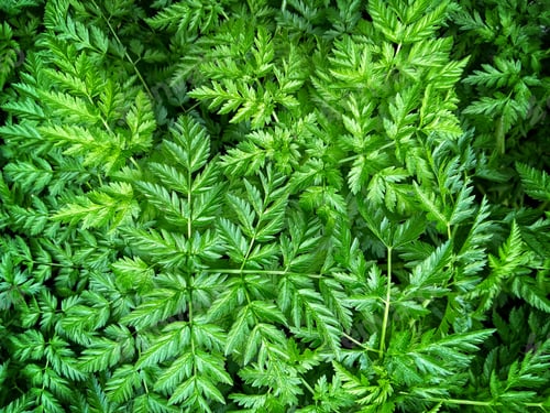 Preview: Green leaves background