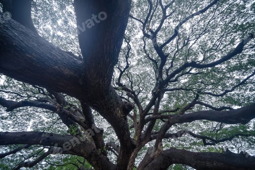 Preview: Green trees in national park garden in summer season. Nature landscape background.