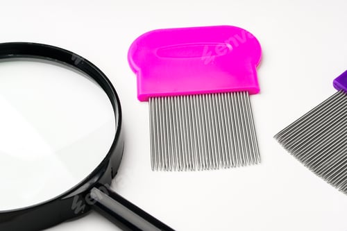 Preview: A magnifying glass and lice comb placed side by side on a clean white background