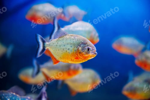 Preview: Blue saltwater aquarium