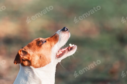 Preview: Jack russel terrier with open mouth