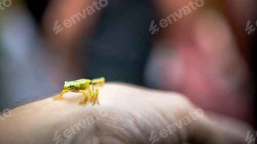 Preview: Man holding a small forest frog toad close-up. People with little wild reptile.