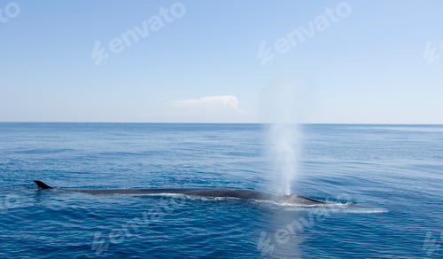 Preview: The whale is blowing!