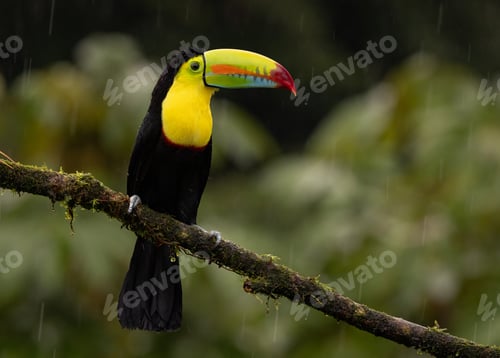 Preview: Toucan in Costa Rica