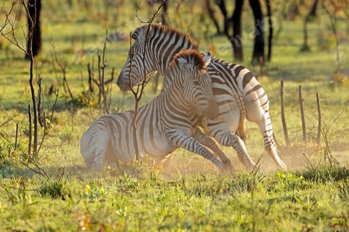 Preview: Plains zebra stallions fighting