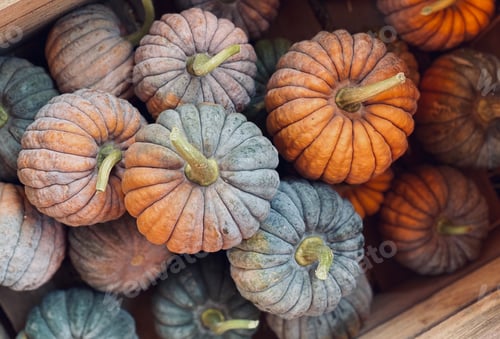 Preview: Pumpkins