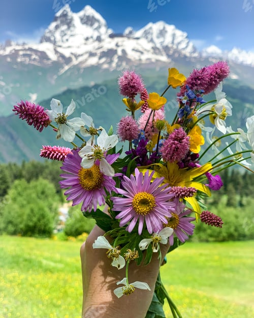 Preview: Beautiful colorful field flowers in hand. Snowy Mountains on the background. Summertime.