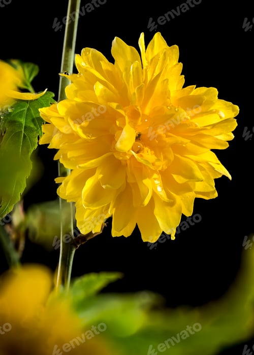 Preview: Blooming kerria japonica flowers on a black background