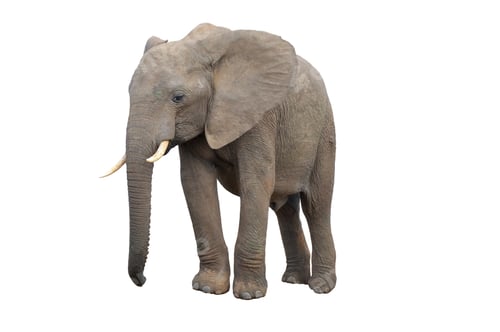 Preview: Elephant isolated on white
