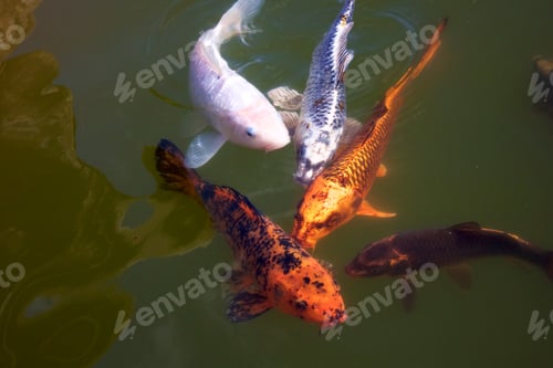 Preview: Koi fish