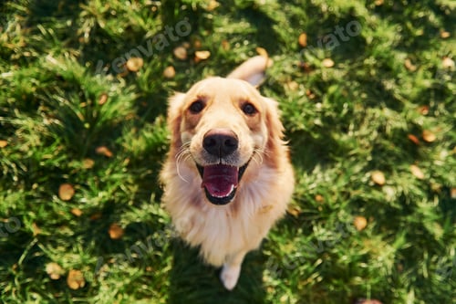 Preview: Standing on the legs. Beautiful Golden Retriever dog have a walk outdoors in the park