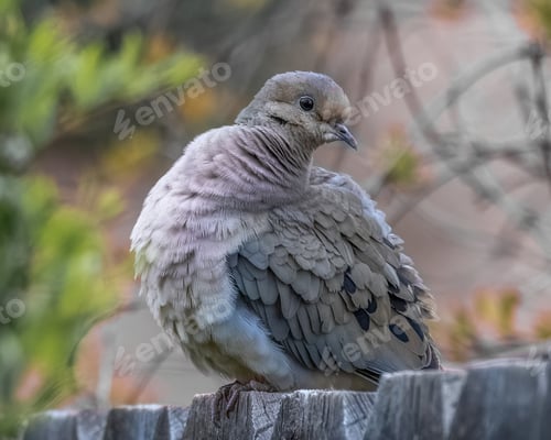 Preview: Mourning Dove sitting on a fence puffed up during mating season