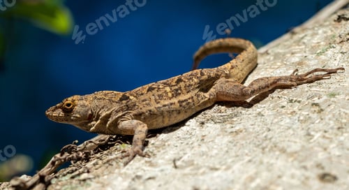 Preview: Closeup of a brown anole lizard crawling on a tree bark