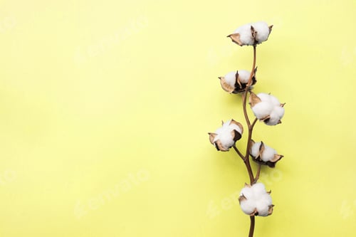 Preview: ⭐️⭐️⭐️ Nominated ⭐️⭐️⭐️
Cotton flower on yellow paper background