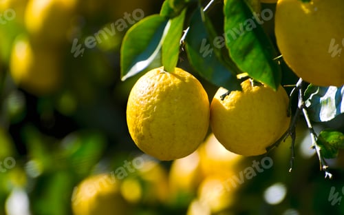 Preview: Ripe Yellow Lemons Hanging on Tree with Green Leaves in Natural Sunlight