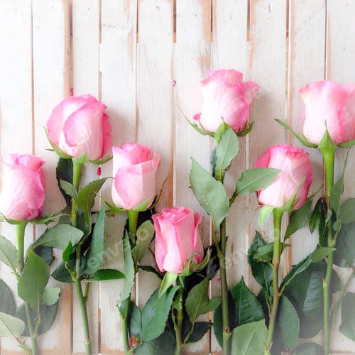 Preview: Pink roses on whitewashed wooden background