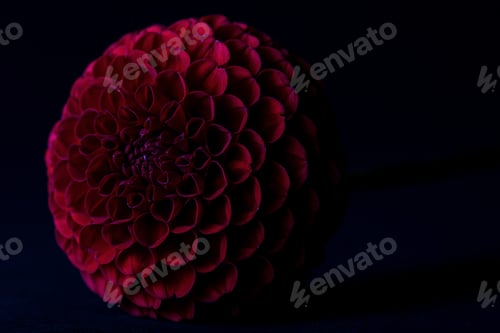 Preview: Beautiful red dahlia flower