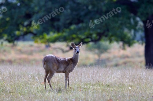 Preview: Doe deer