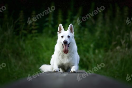 Preview: Selective focus shot of a white swiss shepherd dog sitting outdoors