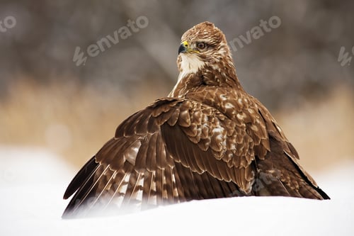 Preview: Fierce common buzzard protecting the prey with wings spread wide in polar nature