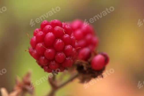 Preview: Blackberry on the bush in the garden
